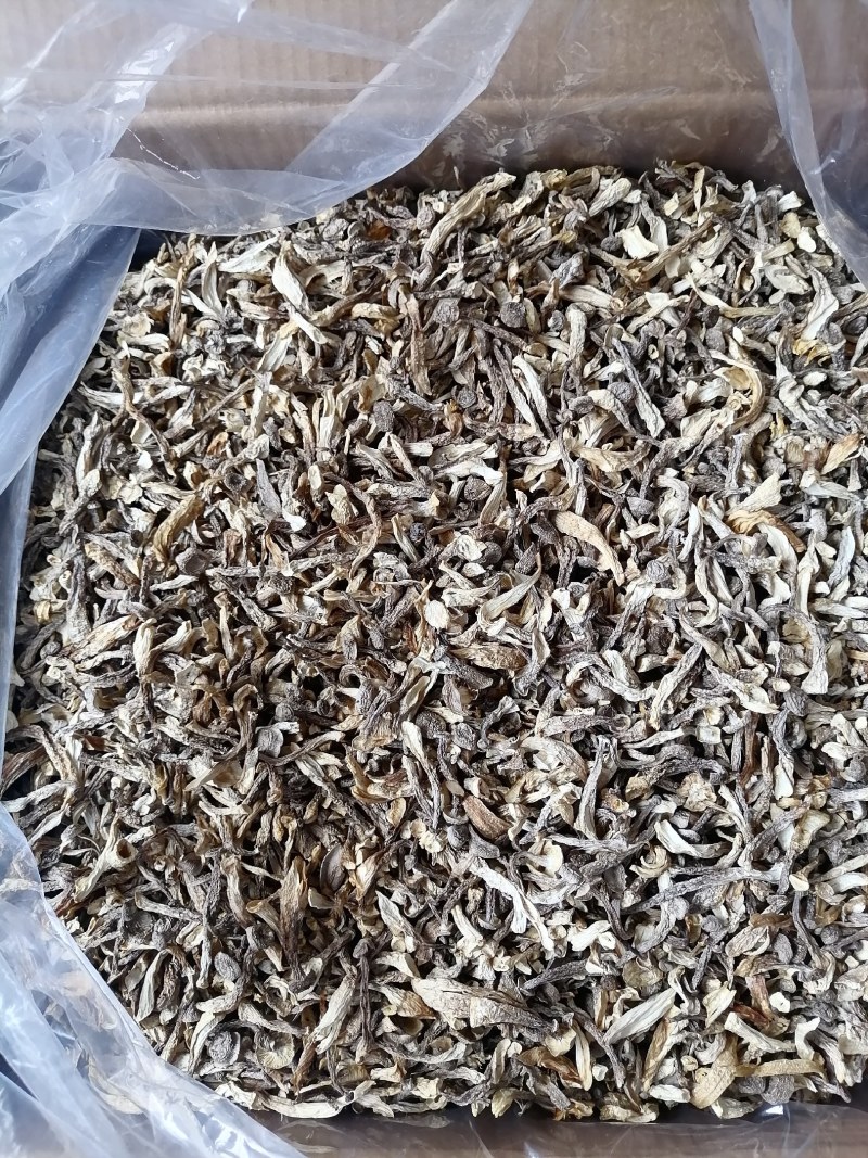 嫩仔，鹿茸菇嫩仔，便宜鹿茸菇，便宜嫩仔