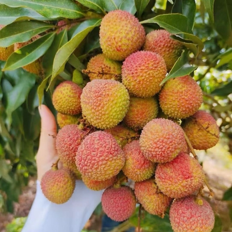广东荔枝，妃子笑荔枝，大量供应，现摘现发，欢迎选购