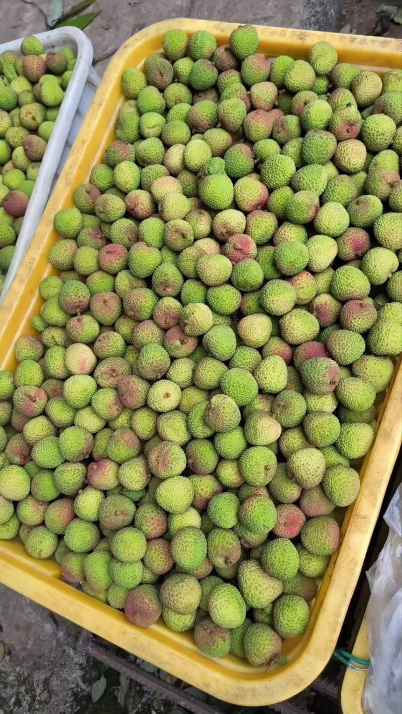 广东荔枝，妃子笑荔枝，大量供应，现摘现发，欢迎选购