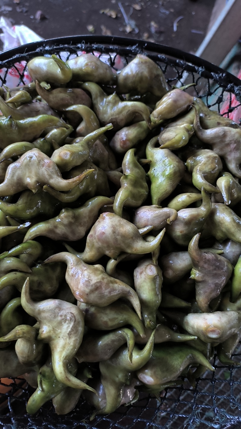 菱角米