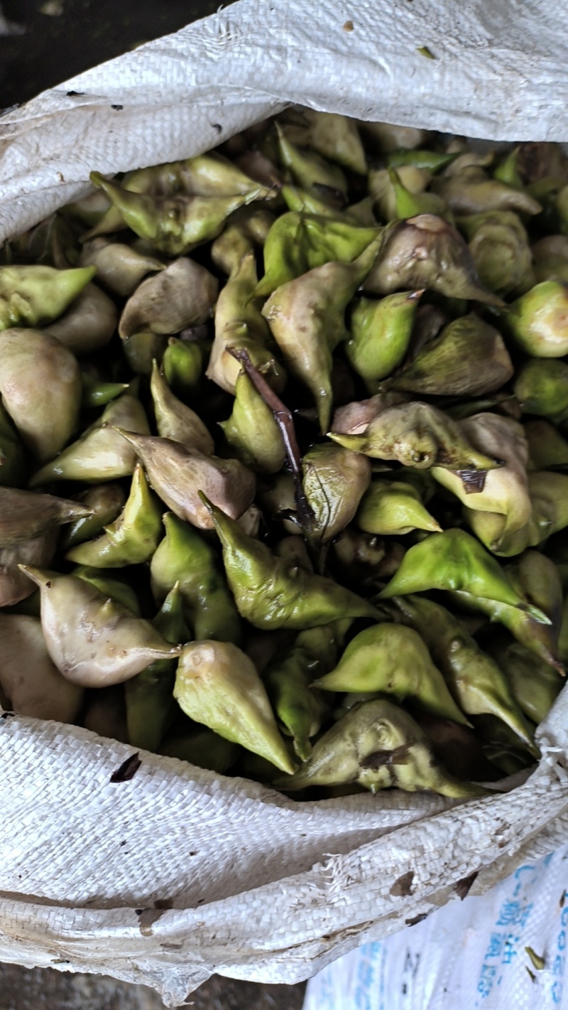 菱角米