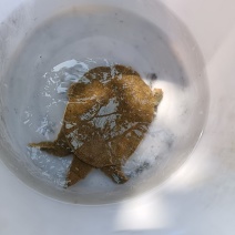 甲鱼微信咨询L***********