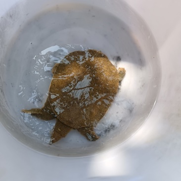 甲鱼微信咨询L***********