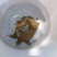 甲鱼微信咨询L***********