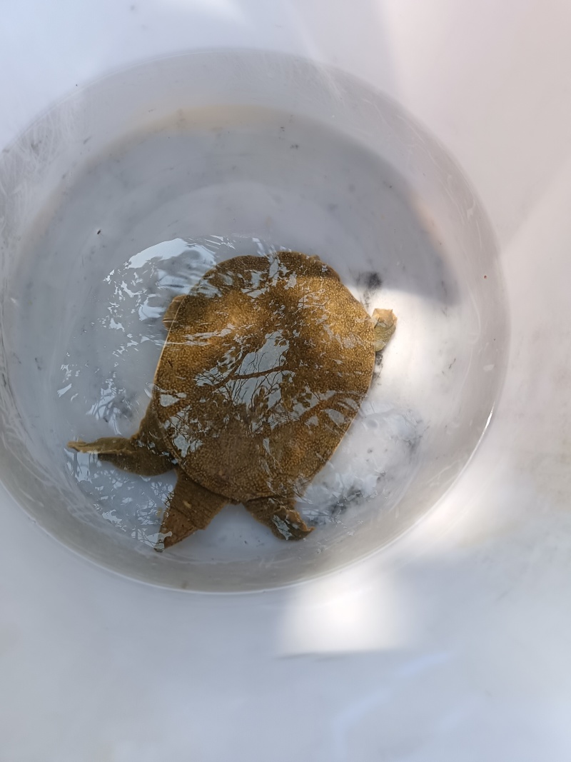 甲鱼微信咨询L***********
