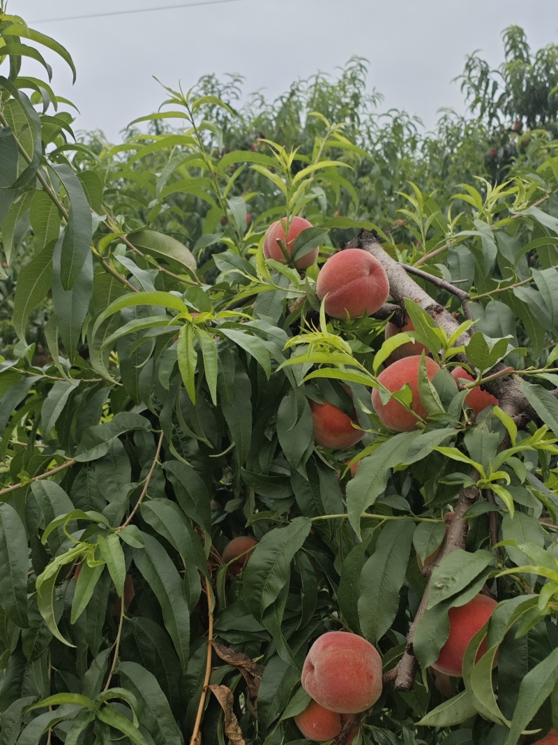 蜜桃四川蜜桃香蜜桃