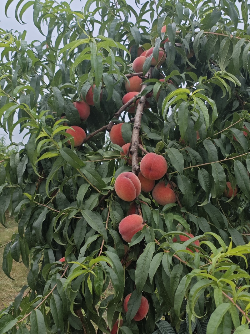 蜜桃四川蜜桃香蜜桃