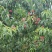 蜜桃四川蜜桃香蜜桃