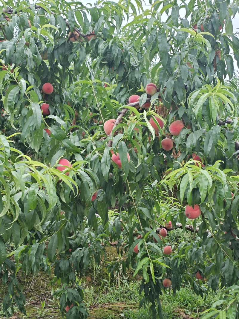 蜜桃四川蜜桃香蜜桃
