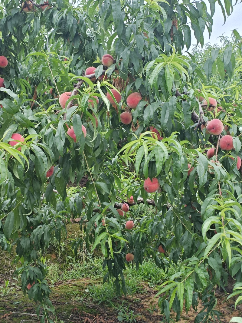 蜜桃四川蜜桃香蜜桃