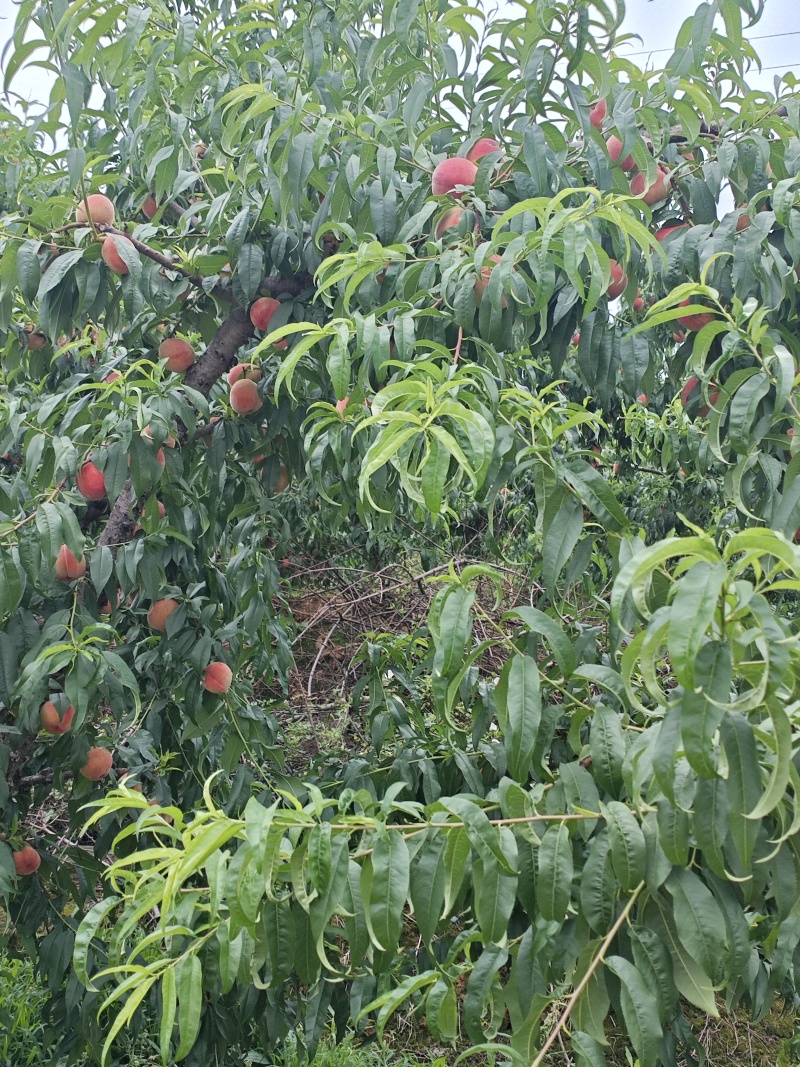 蜜桃四川蜜桃香蜜桃