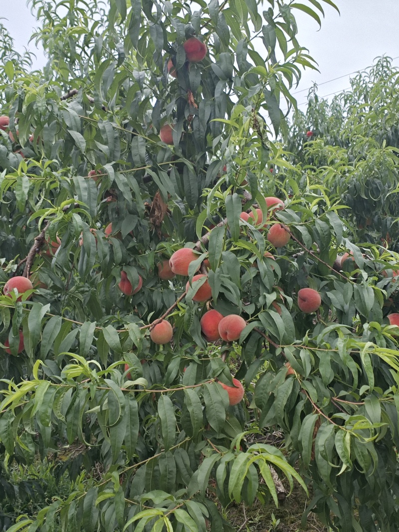蜜桃四川蜜桃香蜜桃