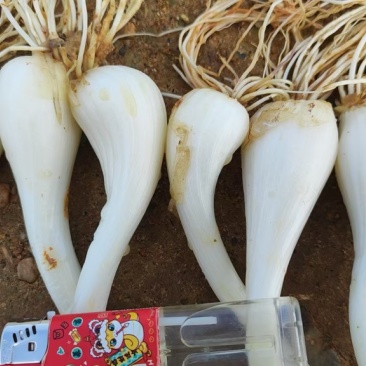江西茭头物美价廉大量现货欢迎电联