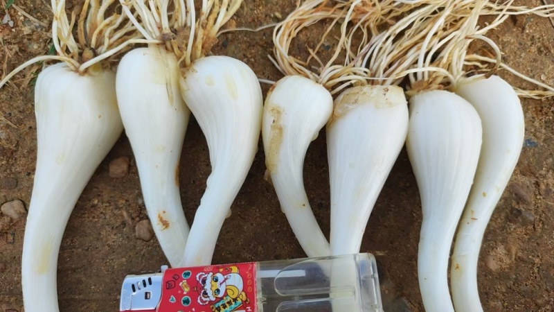 江西茭头物美价廉大量现货欢迎电联
