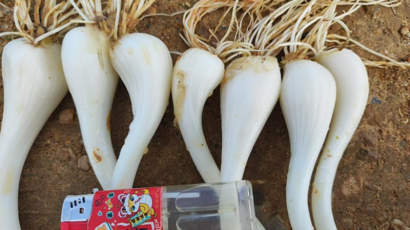 江西茭头物美价廉大量现货欢迎电联
