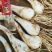 江西茭头物美价廉大量现货欢迎电联