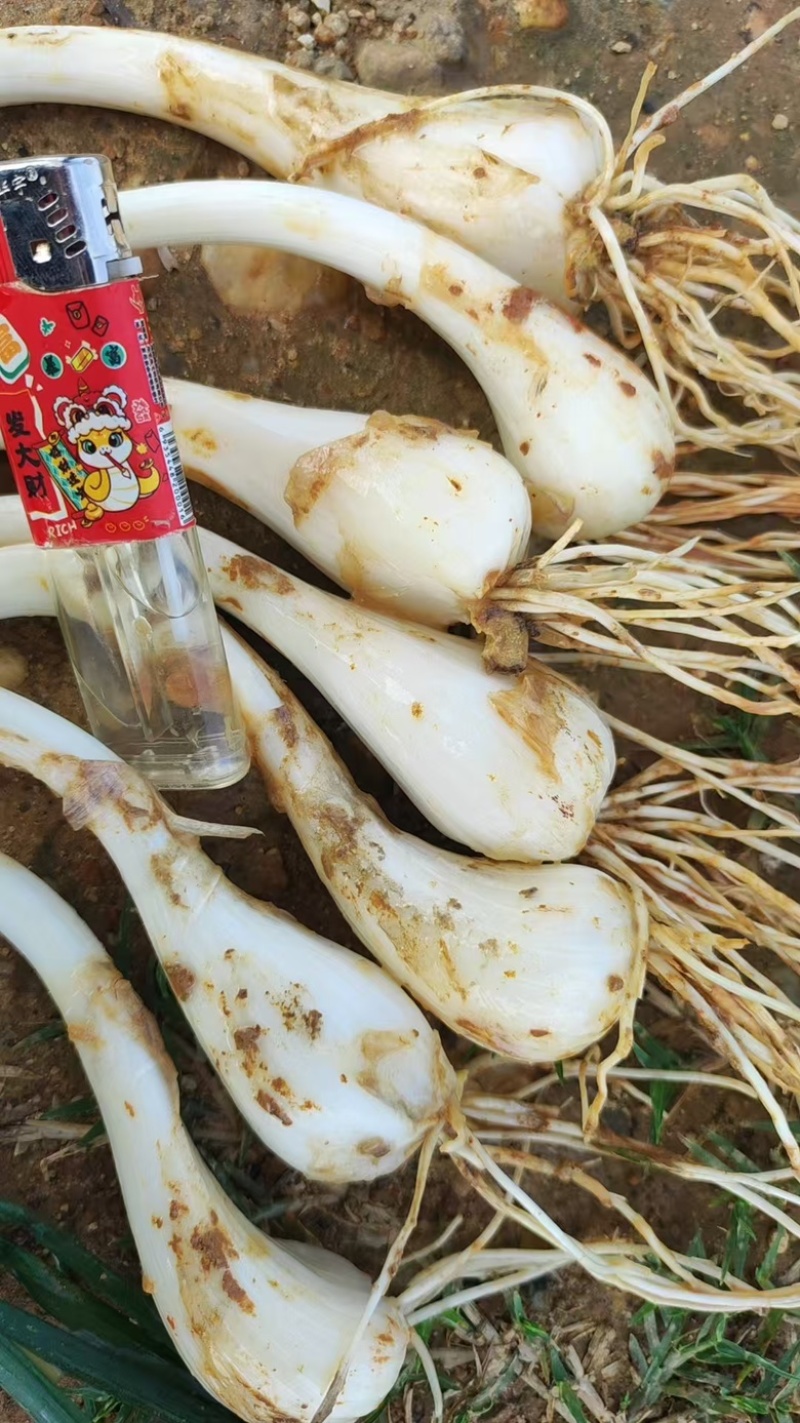 江西茭头物美价廉大量现货欢迎电联