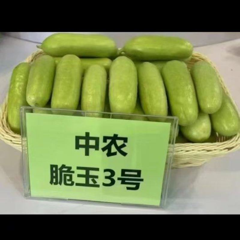 中农脆玉3号减脂黄瓜
