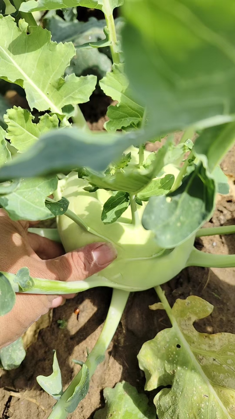 精品河北苤蓝大量现货供应百亩种植基地产地发货产地种植