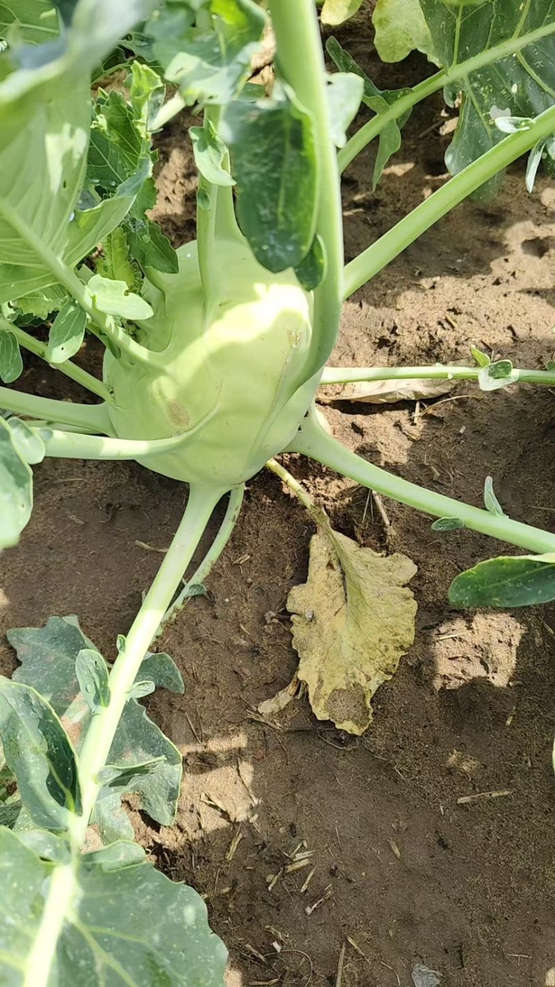 精品河北苤蓝大量现货供应百亩种植基地产地发货产地种植