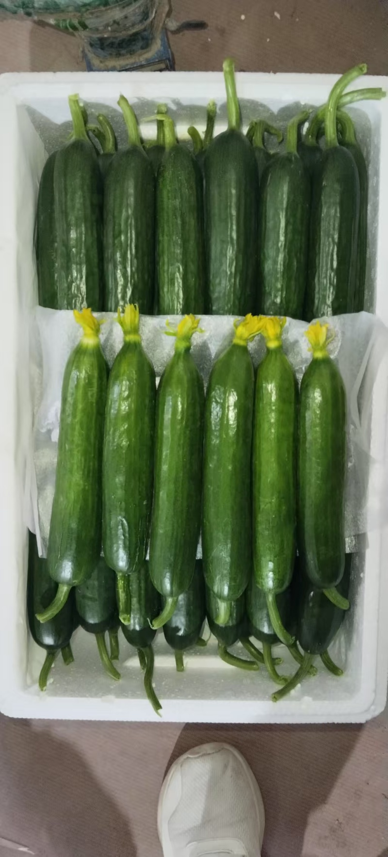 寿光水果黄瓜荷兰小黄瓜常年供应商超团购电商平台现摘现发