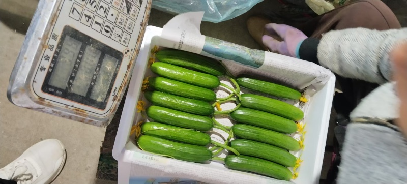 寿光水果黄瓜荷兰小黄瓜常年供应商超团购电商平台现摘现发