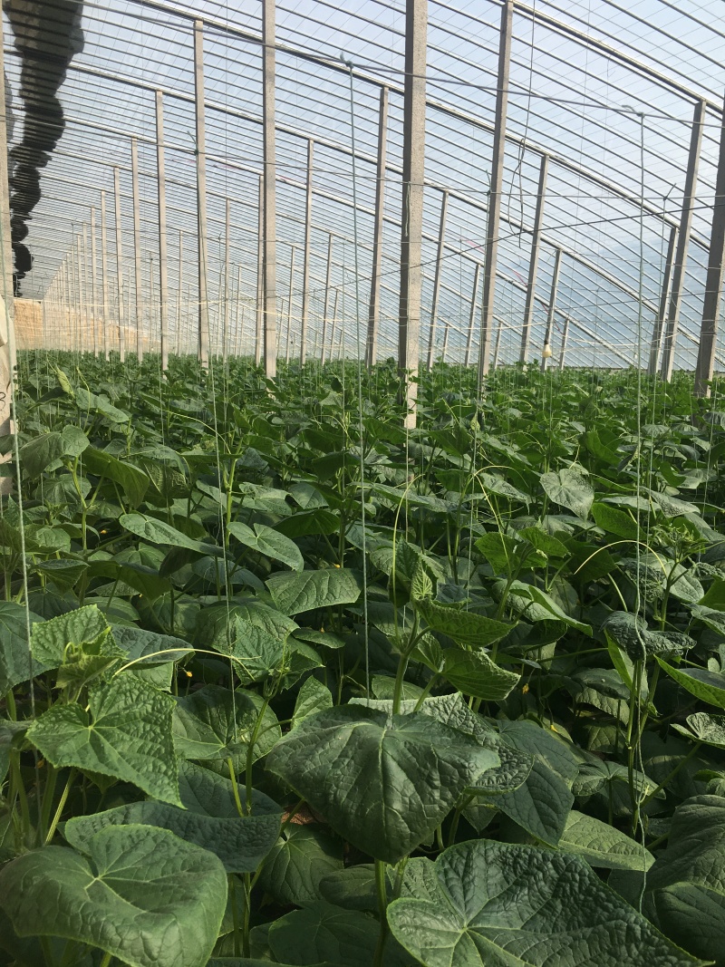 寿光水果黄瓜荷兰小黄瓜常年供应商超团购电商平台现摘现发