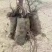 沙地柏