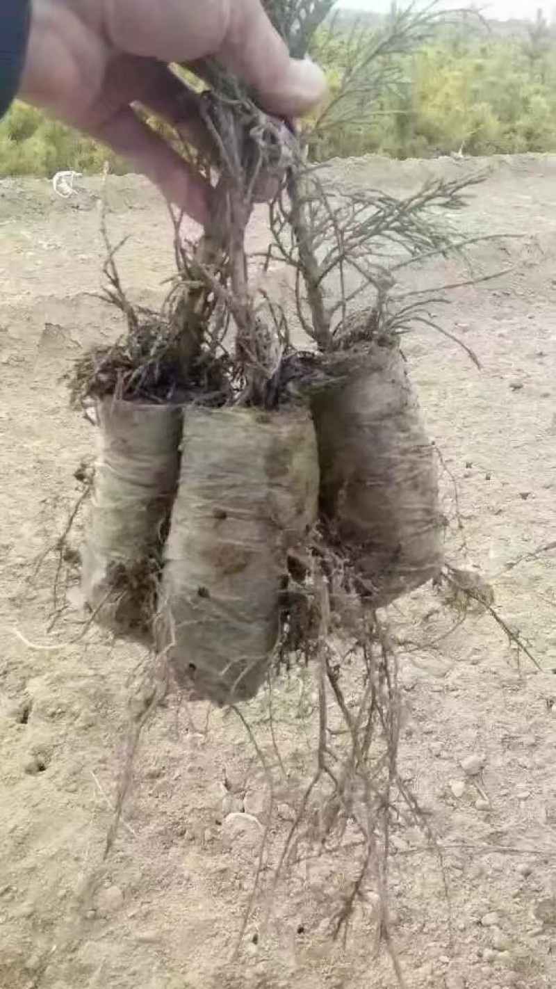 沙地柏