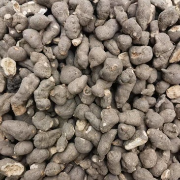 三叶青干货大量批发