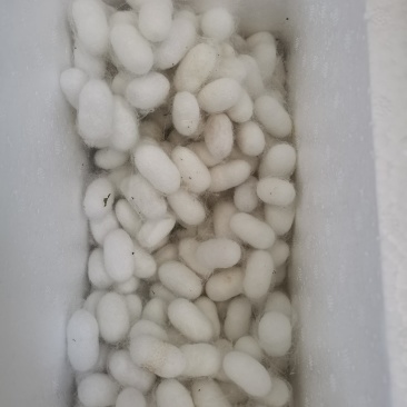 蚕茧可变蛾子约230克