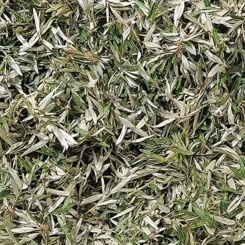 甘肃省沙棘叶火热采购中需要的老板联系