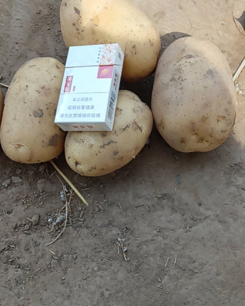 黄心土豆/黄皮黄心/大量有货品质优可视频看货