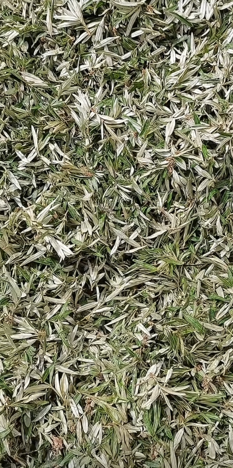 甘肃省沙棘叶火热采购中需要的老板联系