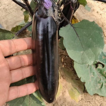 茄子