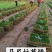 草坪地被苗木，基地直销，欢迎您的实地考察