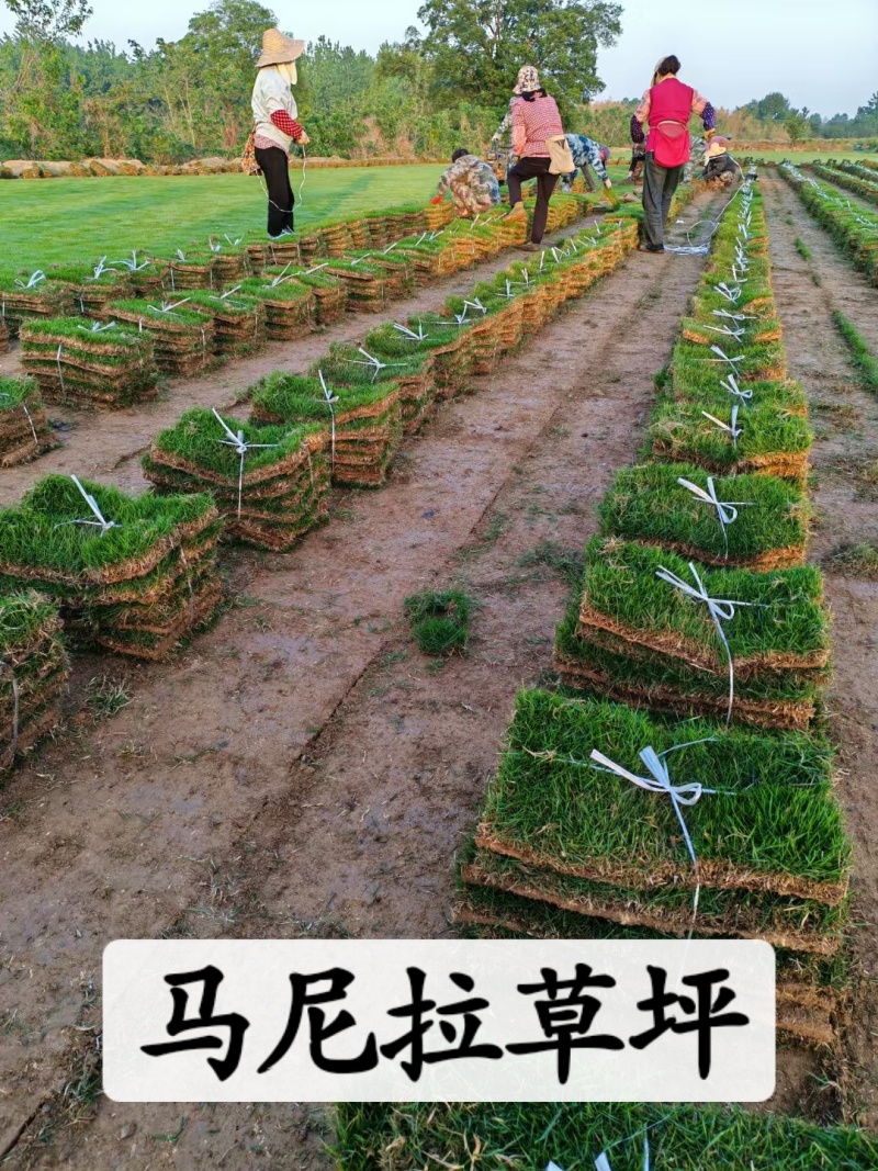 草坪地被苗木，基地直销，欢迎您的实地考察