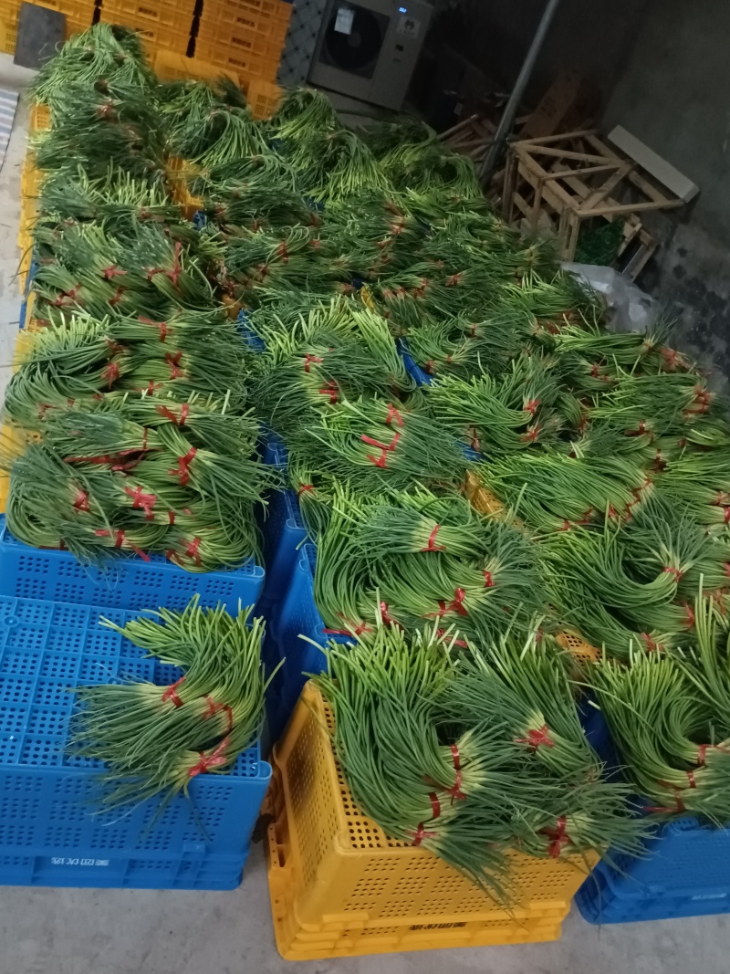 蒜薹新鲜出炉大量供应物美价廉欢迎电联