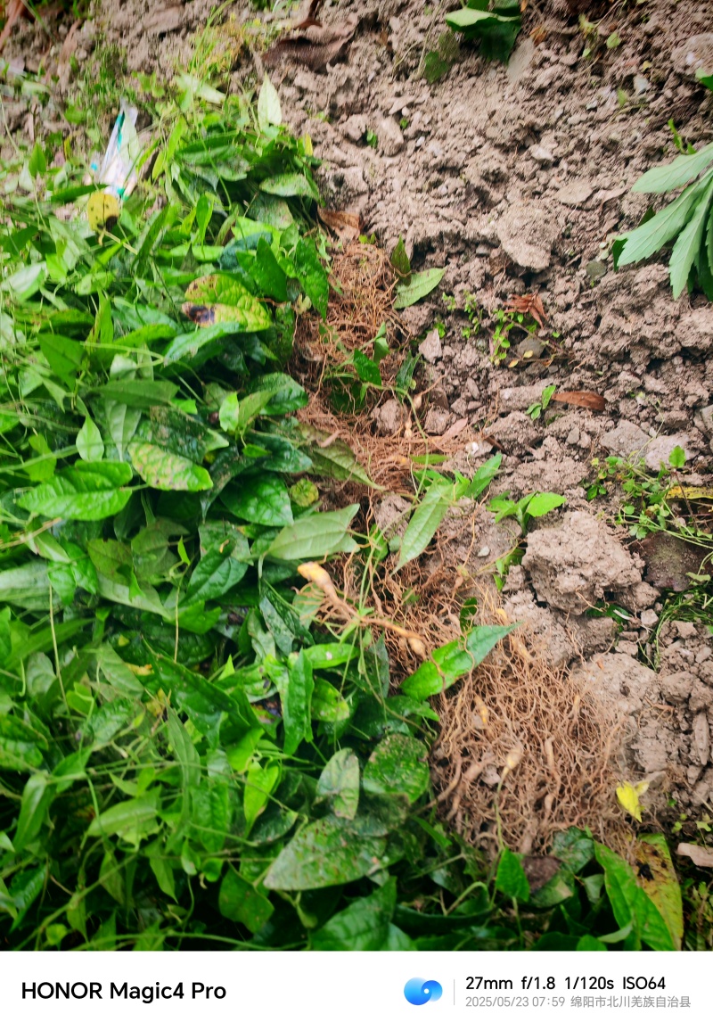基地直销金果榄苗地苦胆苗驯化苗金果榄种籽地苦胆种植苗