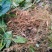 基地直销金果榄苗地苦胆苗驯化苗金果榄种籽地苦胆种植苗