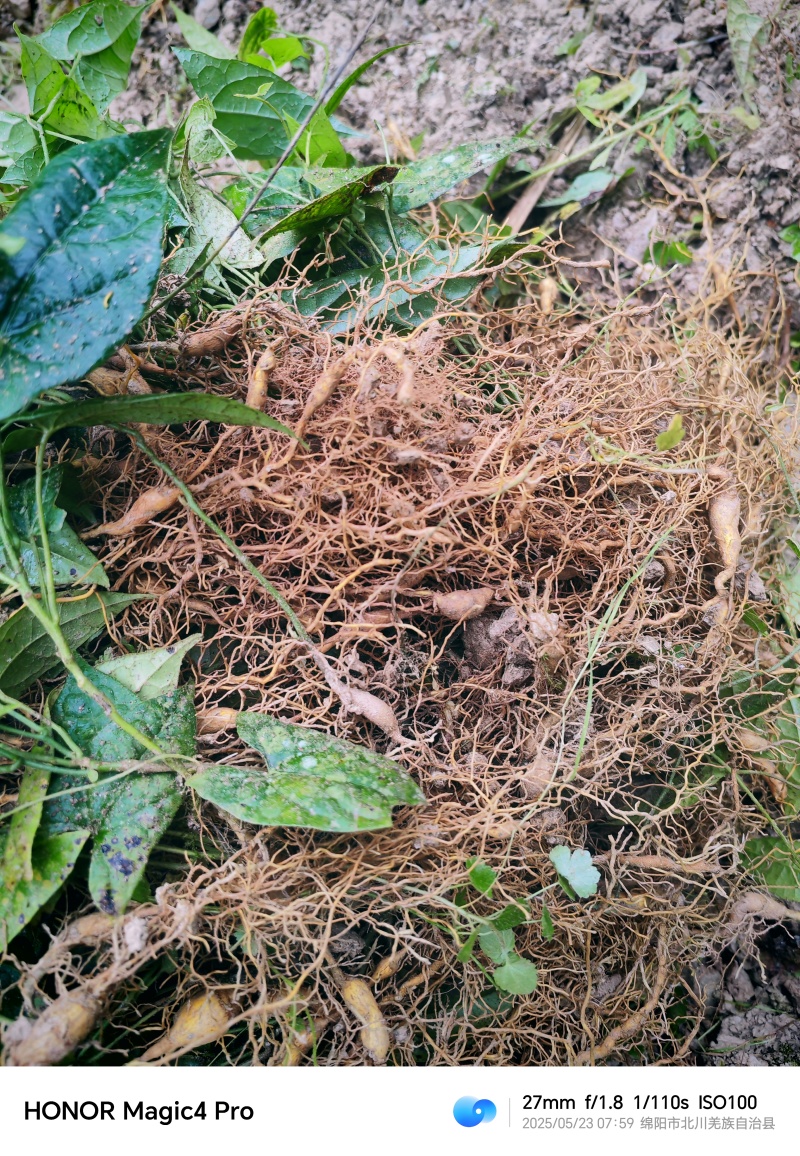 基地直销金果榄苗地苦胆苗驯化苗金果榄种籽地苦胆种植苗