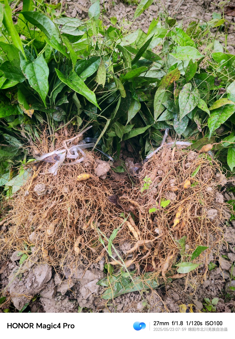 基地直销金果榄苗地苦胆苗驯化苗金果榄种籽地苦胆种植苗