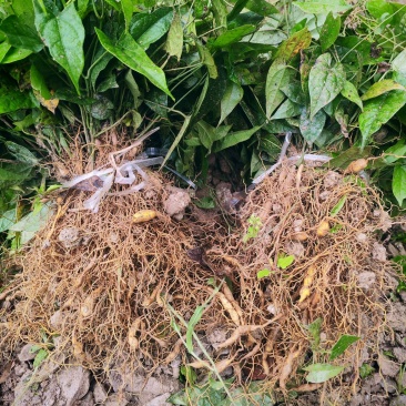基地直销金果榄苗地苦胆苗驯化苗金果榄种籽地苦胆种植苗