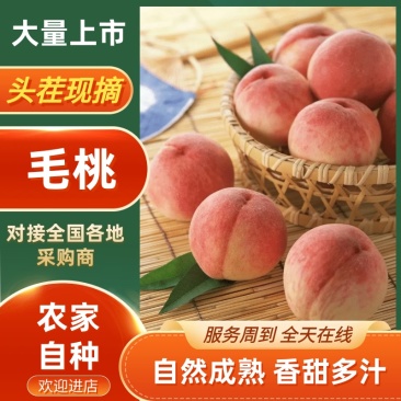 【实力】河南三门峡精品毛桃产地直发品质保障可视频看货