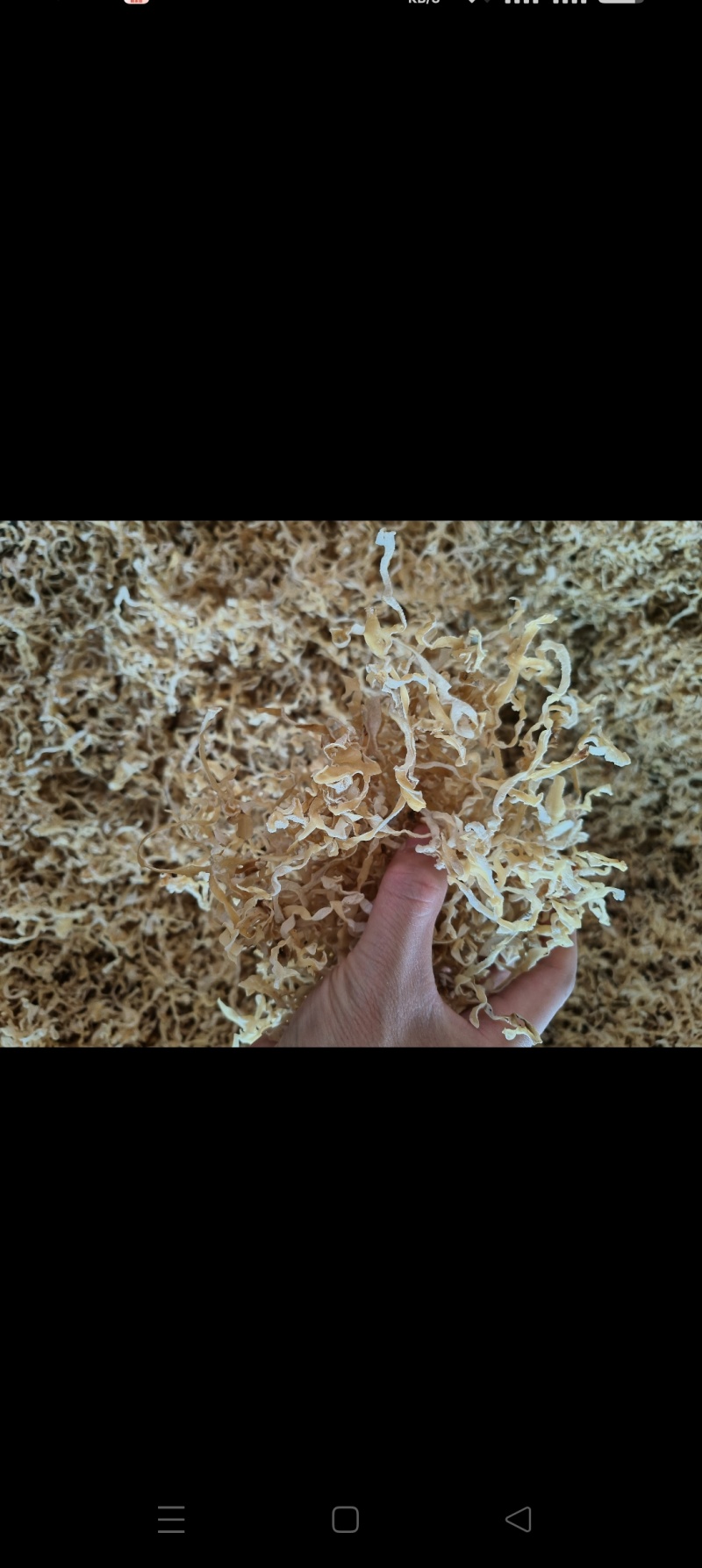 白木耳丝白木耳木耳丝产地直发一手货源自产自销