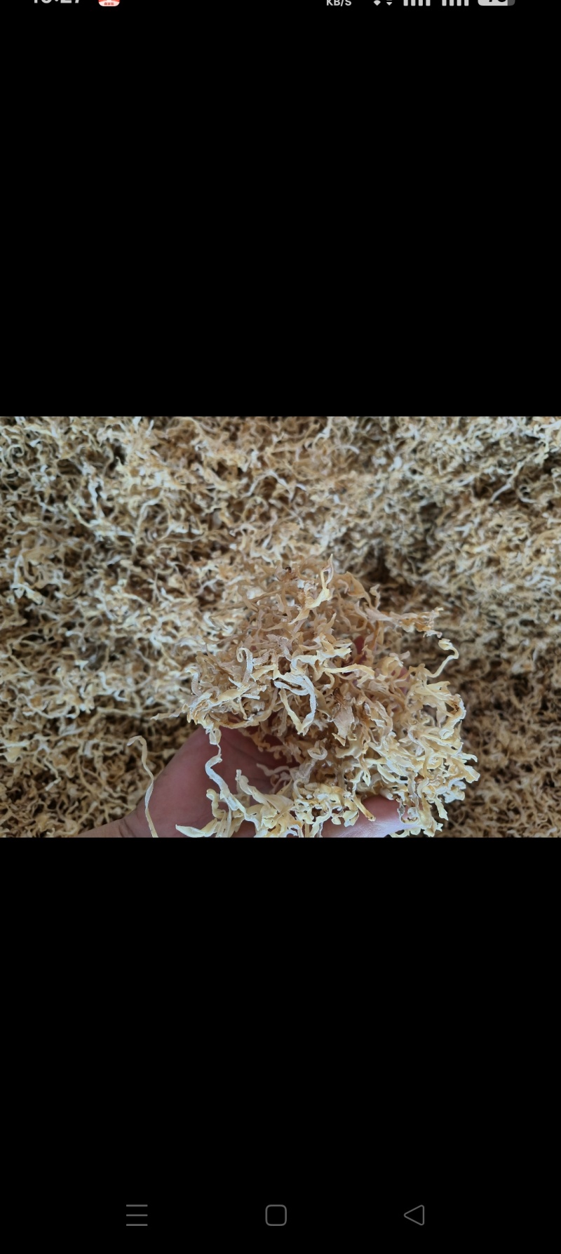 白木耳丝白木耳木耳丝产地直发一手货源自产自销
