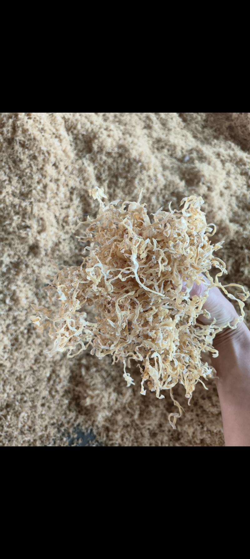 白木耳丝白木耳木耳丝产地直发一手货源自产自销