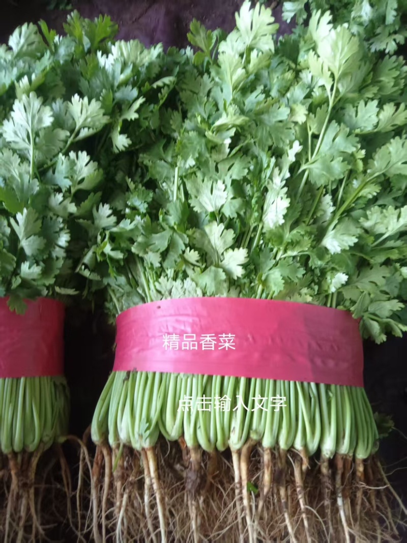 邯郸精品大叶香菜大量有货/量大价优/欢迎咨询