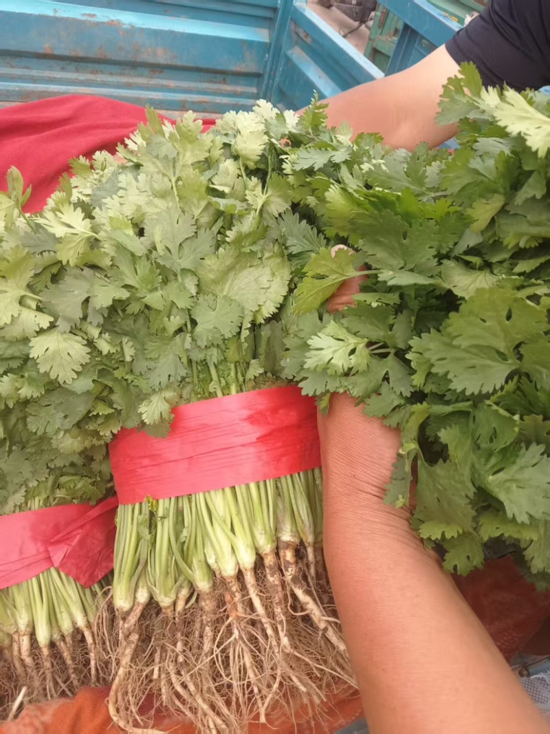 邯郸精品大叶香菜大量有货/量大价优/欢迎咨询