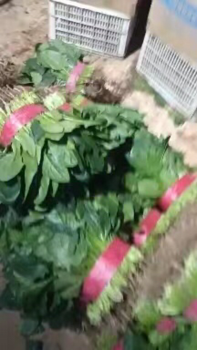 邯郸精品大叶波菜保质保量大量有货，欢迎订购